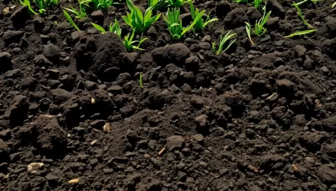 Ile ziemi pod trawnik na m2