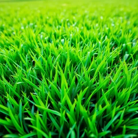 Jak odchwaścić trawnik