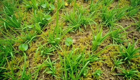 Jak założyć trawnik na starej trawie