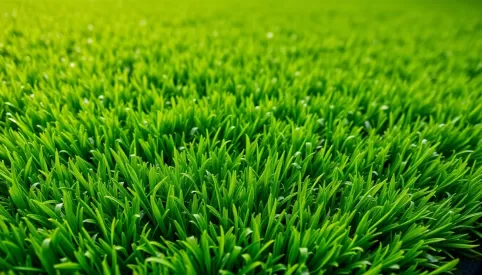 Zakładanie trawnika cena za m2
