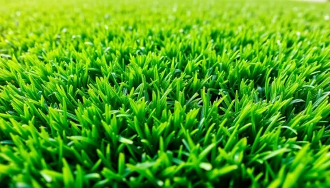 Zakładanie trawnika cena za m2 Kraków