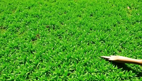 Zakładanie trawnika cena za m2 Warszawa